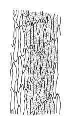 Rhacocarpus purpurascens, upper laminal cells. Drawn from B.H. Macmillan 94/65, CHR 506931, and A.J. Fife 11135, CHR 515097.
 Image: R.C. Wagstaff © Landcare Research 2018 